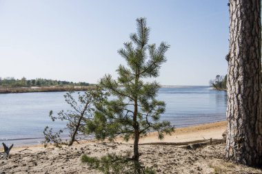 Baltık deniz kıyısı. Güneşli bir yaz günü. Letonya. Gauja adlı nehir