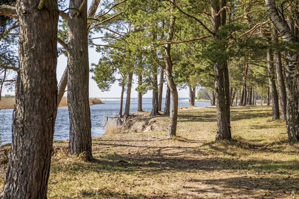 Östersjökusten. Solig sommardag. Lettland. Flod som kallas Gauja — Stockfoto