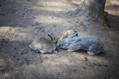 Genç vahşi tavşan kesilen otlarla besleniyor..