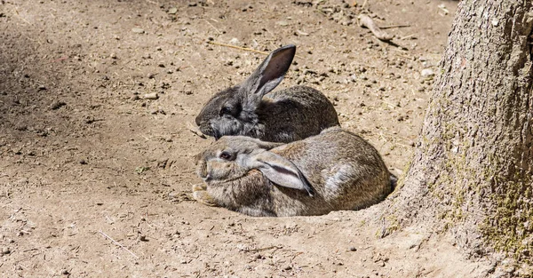 Junge Wildkaninchen fressen gemähtes Gras. — Stockfoto