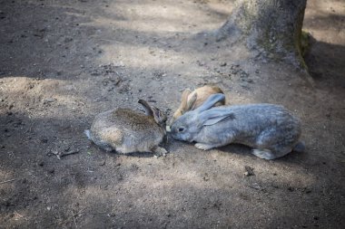 Genç vahşi tavşan kesilen otlarla besleniyor..