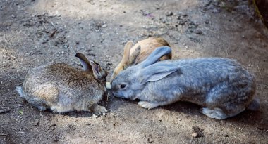 Genç vahşi tavşan kesilen otlarla besleniyor..