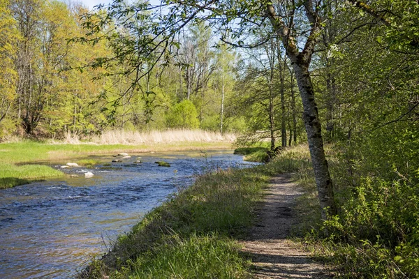 Liten flod i skogen. Solig sommar dag. — Stockfoto