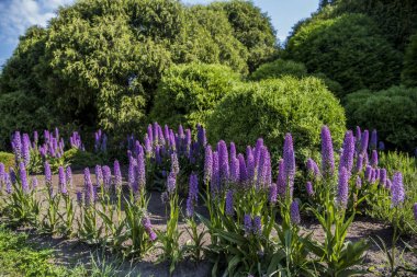 Madeira dağlar üzerinde Echium candicans. Güneşli gün