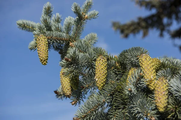 Fir-tree branches with cones on blue sky background. — Stock Photo, Image
