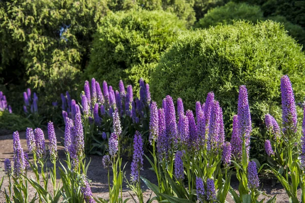 Madeira dağlar üzerinde Echium candicans. Güneşli gün — Stok fotoğraf