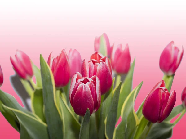 Red tulips isolated on a rose background. — Stock Photo, Image