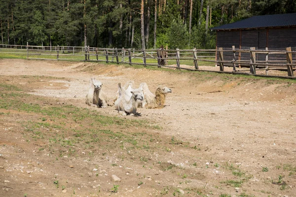 Vista frontal de dos camellos jorobados sentados — Foto de Stock