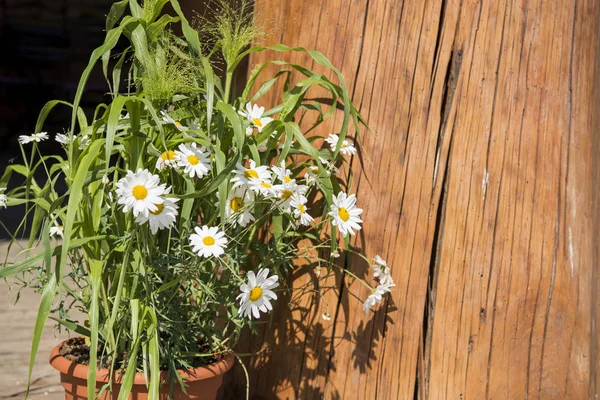 Flores de margarita blanca sobre fondo de madera — Foto de Stock