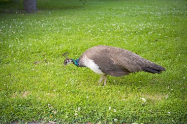 Prag Çek Cumhuriyeti Waldstein bahçesinde güzel tavus kuşu