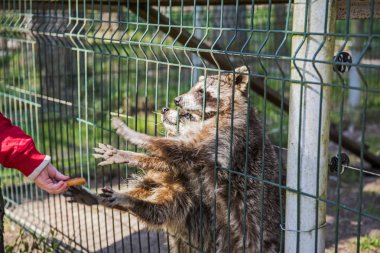 Çok sevimli ve komik bebek rakun yeme ve yemek için soran