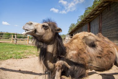İki becerdin Camel oturma zemin ön görünümü
