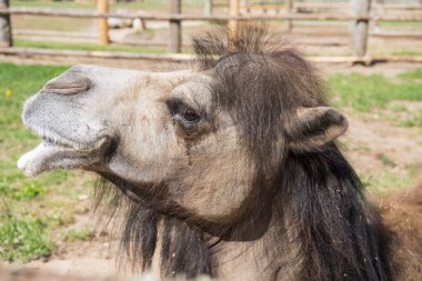 İki becerdin Camel oturma zemin ön görünümü