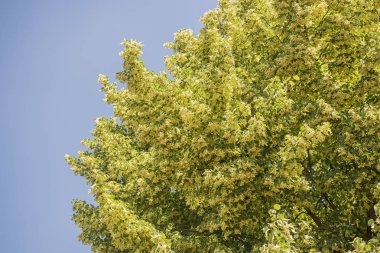 Çiçekler açan ıhlamur ağacı ağacı çayı, doğal arka plan, bahar hazırlamak için kullanılır..