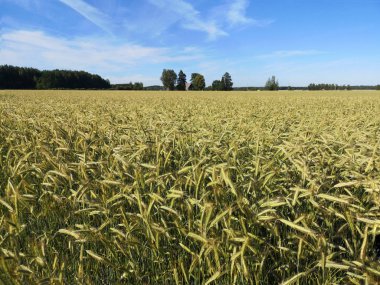 Güneşli yaz gününde altın yeşilça tarlası.