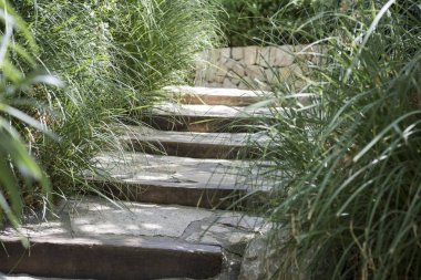 Karışık yeşillik ile taş merdivenle ile Bahçe.