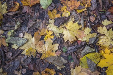 Sonbahar yaprakları ve meşe palamudu. Soyut sonbahar doku.