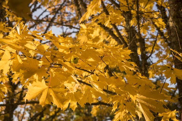 Toamna frunze galbene în natură abstracție . — Fotografie, imagine de stoc