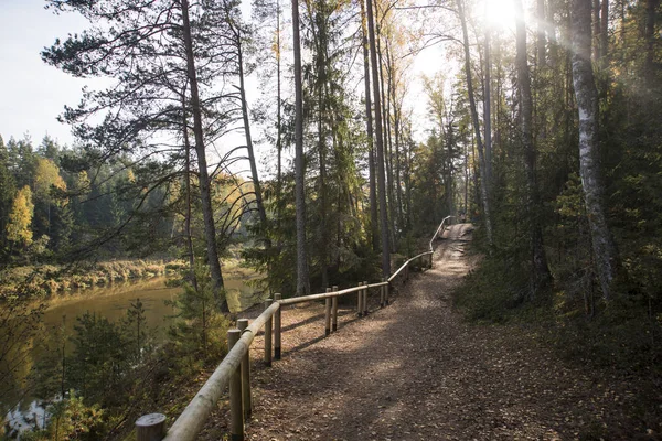 Abstrakt foto av trä Stig i skogen. Solig höst dag. — Stockfoto