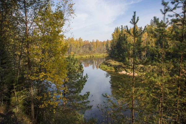 Осенние жёлтые листья в природе . — стоковое фото