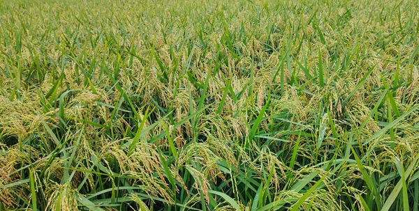 Yeşil yapraklı büyük bir pirinç tarlası, Altın Pirinç tarlası Toplanmaya hazır cömert bir hasat
