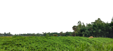 a field of green rice with a clear background, green rice field, rice field in bangladesh, A green rice png image,  paddy field with young rice plants rustles gently in the summer breeze,