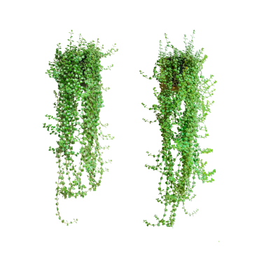Hanging Green ivy Plants set on Transparent Background, hanging green grass  isolated, Hanging String of Pearls Plants on Transparent Background set of ivy plant,