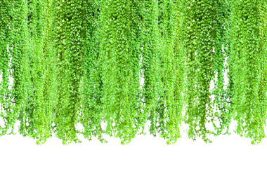 green plants frame hanging from a wall, Hanging Green Plants on Transparent Background, Green cascading vines lush foliage border trailing plant decor ivy hanging plant on white