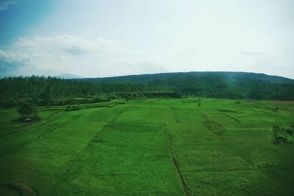 Campi Verdi Java Land — Foto Stock