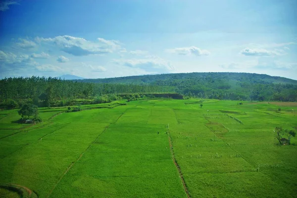 Campi Verdi Java Land — Foto Stock