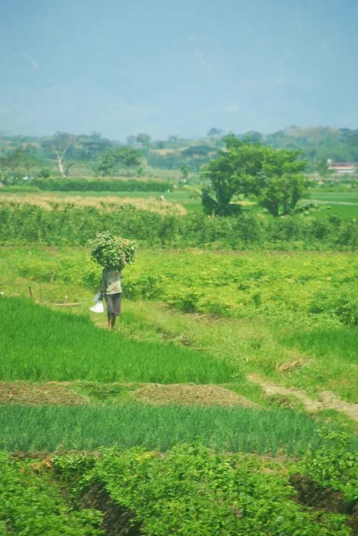 Campi Verdi Java Land — Foto Stock