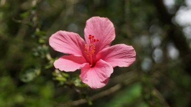 Şeftali turuncu Hibiscus çiçek Kuala Lumpur Bahçe