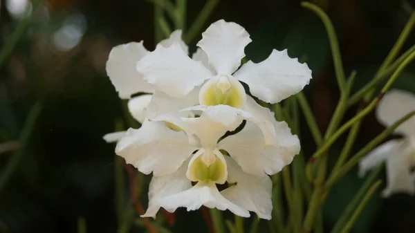 Flor Orquídea Blanca Jardín Kuala Lumpur — Foto de Stock