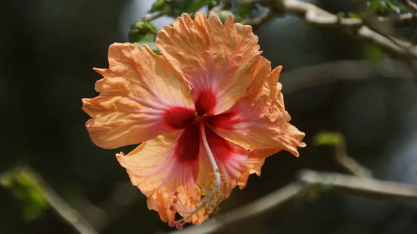 Pfirsichorangefarbene Hibiskusblüte Garten Von Kuala Lumpur — Stockfoto