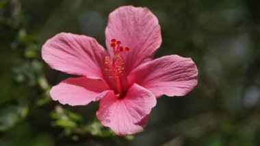 Şeftali turuncu Hibiscus çiçek Kuala Lumpur Bahçe