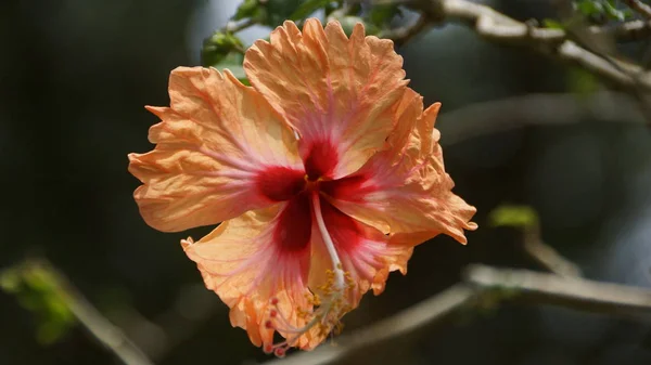 Melocotón Naranja Hibiscus Flor Jardín Kuala Lumpur — Foto de Stock
