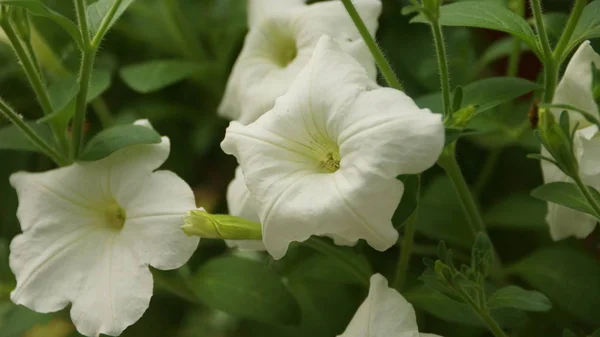 Λευκή Ορχιδέα Λουλούδι Για Τον Κήπο Της Κουάλα Λουμπούρ — Φωτογραφία Αρχείου