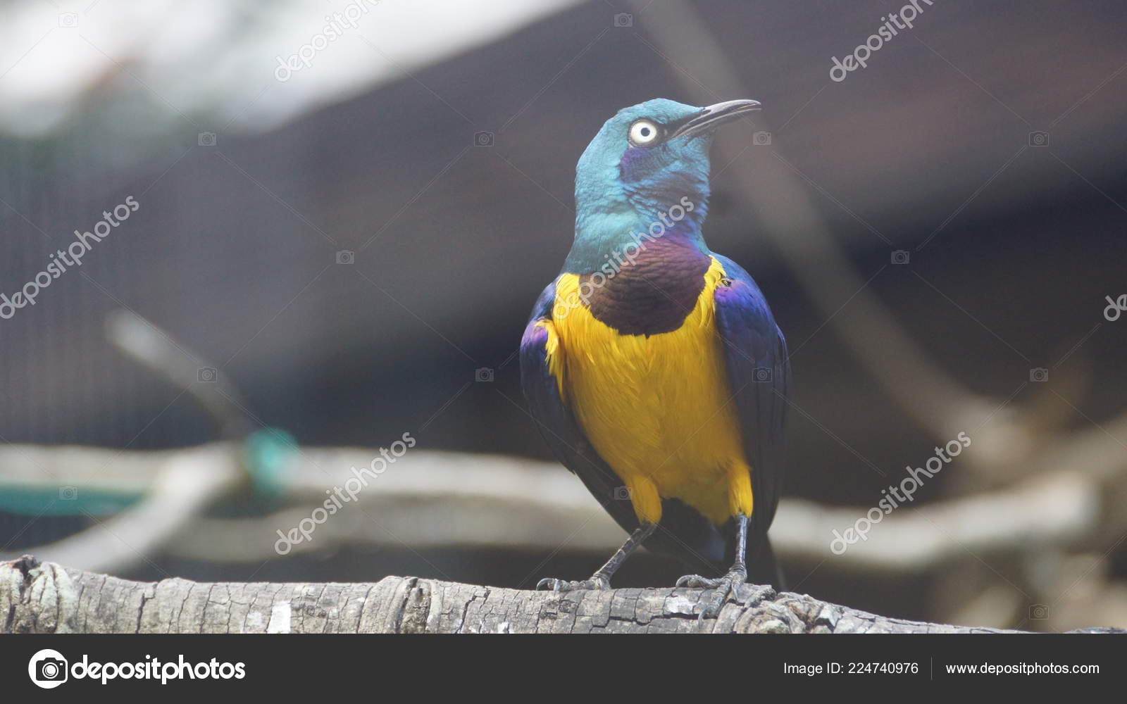 étourneau Poitrine Est Petit Oiseau Avec Une Queue Bleue Vif