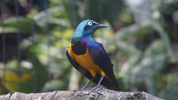 Estorninho Peito Dourado Pequeno Pássaro Com Uma Cauda Azul Brilhante — Fotografia de Stock