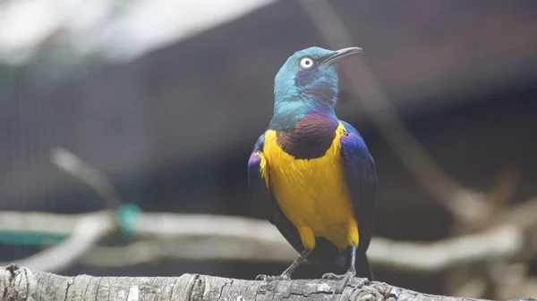 Storno Dal Petto Oro Uccellino Con Una Coda Blu Brillante — Foto Stock
