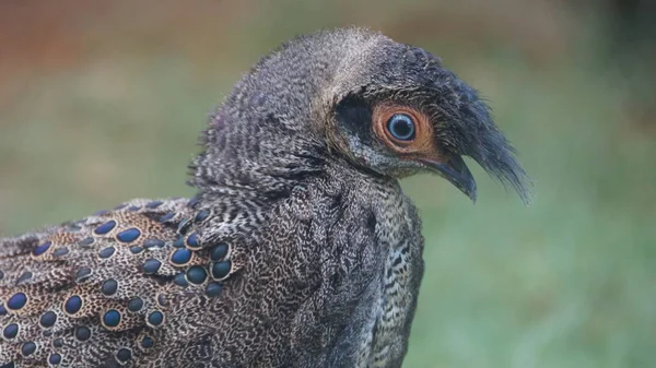 Faisán Pavo Real Malayo También Conocido Como Faisán Pavo Real — Foto de Stock