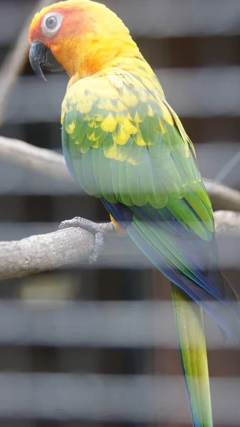 Parakeet Також Відомий Папуга Aviculture Середніх Vibrantly Кольорові Папуга Виростає — стокове фото