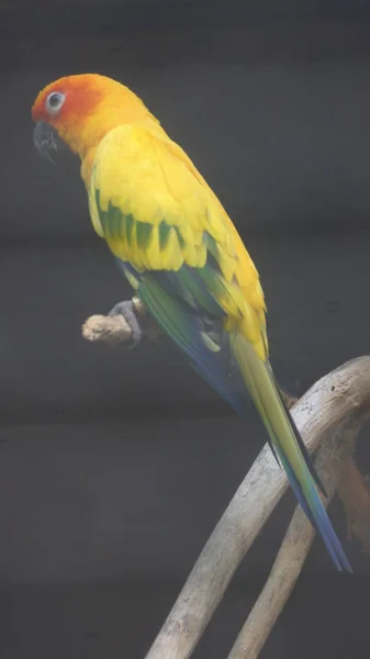 Perico Sol También Conocido Avicultura Como Conure Del Sol Loro — Foto de Stock