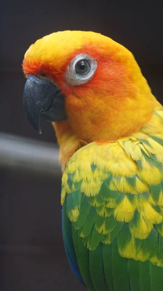 Sun Parakeet Also Known Aviculture Sun Conure Medium Sized Vibrantly — Stock Photo, Image