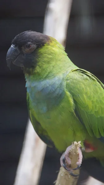 Parakeet Nanday Znany Również Jako Nizinna Kapturem Black Lub Nanday — Zdjęcie stockowe