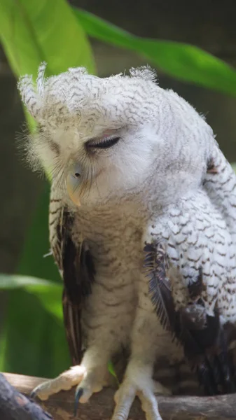 Malay Kartal Baykuş Olarak Adlandırılan Juvenil Baykuş Çubuklu Kartal Baykuş — Stok fotoğraf