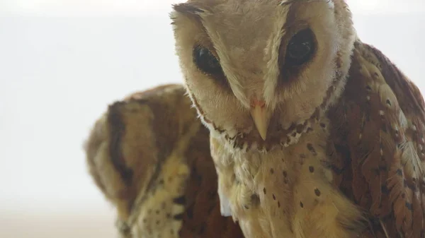 東洋湾フクロウは納屋フクロウで通常分類される湾のフクロウの一種です それは完全に夜行性と東南アジア全体で見つけることができます — ストック写真