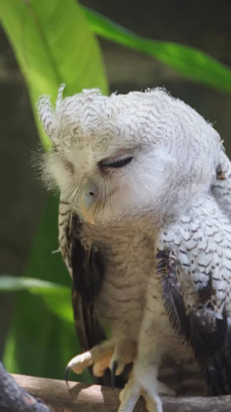 Juvenile Owl Barred Eagle Owl Also Called Malay Eagle Owl — Stock Photo, Image