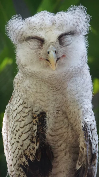 Juvenile Owl Barred Eagle Owl Also Called Malay Eagle Owl — Stock Photo, Image