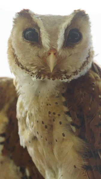 東洋湾フクロウは納屋フクロウで通常分類される湾のフクロウの一種です それは完全に夜行性と東南アジア全体で見つけることができます — ストック写真